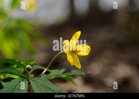 Fioritura di anemone giallo nel suo ambiente naturale, Mosca, Russia Foto Stock