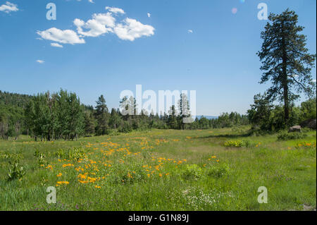 Scenic prato alpino vicino a Pagosa Springs, CO. Stati Uniti d'America Foto Stock