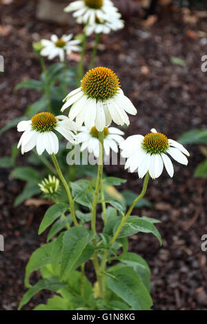 Close up di Echinacea purpurea Alba o noto come Coneflower bianco Foto Stock