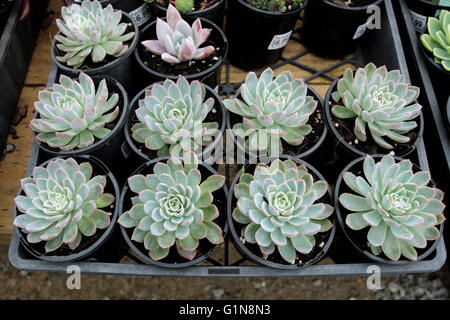 Crescente echeveria succulente in una pentola Foto Stock