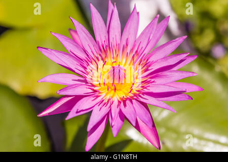 Bellissima ninfea o fiore di loto nello stagno Foto Stock