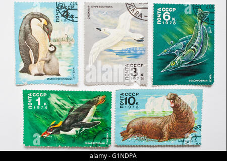UZHGOROD, Ucraina - circa maggio, 2016: raccolta di francobolli stampati in URSS mostra animali dall'Antartide, circa 1978 Foto Stock