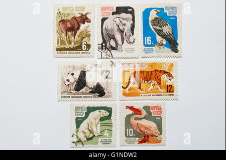 UZHGOROD, Ucraina - circa maggio, 2016: raccolta di francobolli stampati in URSS mostra diversi tipi di animali selvatici per il centenario Foto Stock