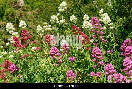 Rosso (Valeriana Centranthus ruber) in rosso, rosa e bianco forma. Foto Stock