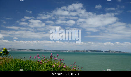 Torbay la formazione di nube, sopra Red Valeriana (Centranthus ruber) crescente sulla rupe-top presso Berry Head. Foto Stock