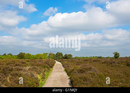 Dunwich Heath, Suffolk, Inghilterra, Regno Unito Foto Stock