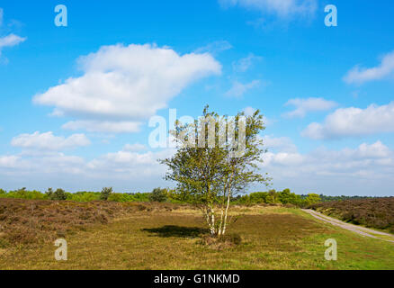 Dunwich Heath, Suffolk, Inghilterra, Regno Unito Foto Stock