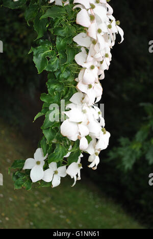 Corniolo sanguinello cinese nome latino Cornus kousa chinesis Foto Stock