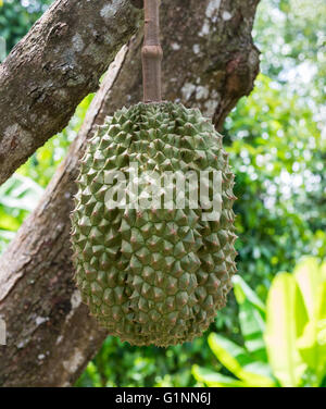 Grandi maturi di durian la fattoria biologica nella campagna della Thailandia. Foto Stock