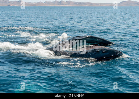 Humpback Whale alimentazione nel mare di Cortez / Cortes lateralmente che mostra a bocca aperta w/ baleen, vicino a La Paz, Baja California Sur, Messico Foto Stock