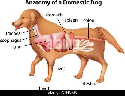 Anatomia del cane domestico illustrazione Illustrazione Vettoriale