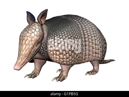 3D rendering di un selvaggio armadillo isolati su sfondo bianco Foto Stock