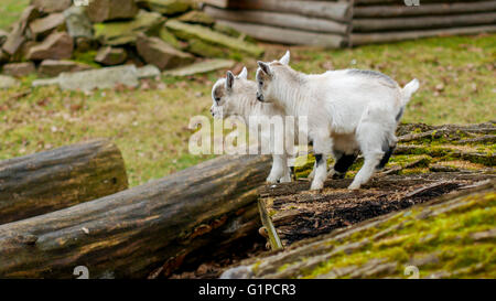Adorable baby capra salta su un pascolo Foto Stock