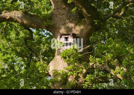 Home reso owl box in una quercia nel Sussex. Foto Stock