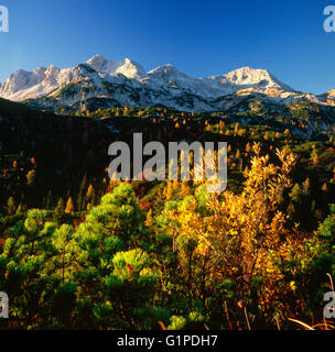 Alberi colorati in autunno, sulle Alpi Giulie in Slovenia, il parco nazionale del Triglav Foto Stock