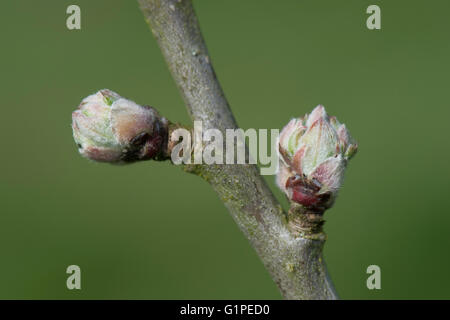 Le gemme su un Apple albero da frutta rigonfiamento in primavera prima delle foglie e boccioli di fiori recisi emergere, Aprile Foto Stock