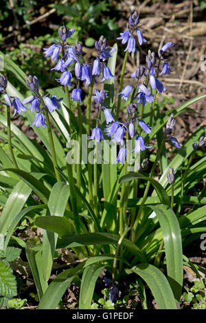 Un coraggioso gruppo di Spagnolo bluebells, Hyacinthoides hispanica, in fiore, Berkshire, Aprile Foto Stock