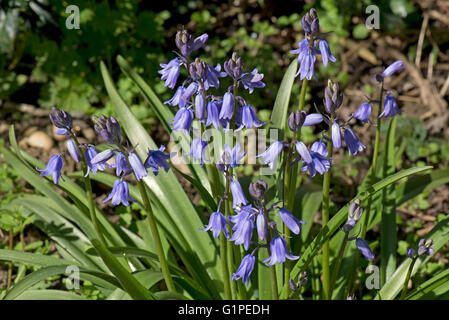 Un coraggioso gruppo di Spagnolo bluebells, Hyacinthoides hispanica, in fiore, Berkshire, Aprile Foto Stock