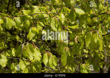 Giovani verde acido, delicato e penduli foglie di un bosco di faggi in primavera, Berkshire, Aprile Foto Stock