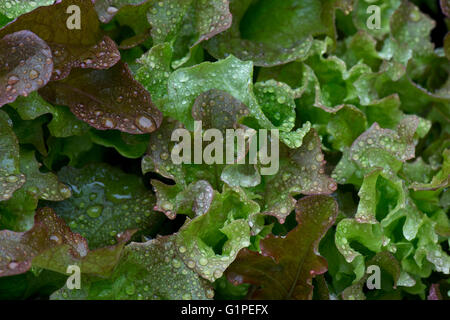 Acqua di pioggia cadute su giovani foglie di quercia rossa le lattughe coltivate come insalata fresca in una pentola in primavera Foto Stock