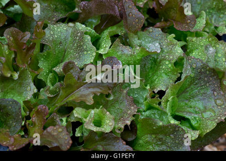 Acqua di pioggia cadute su giovani foglie di quercia rossa le lattughe coltivate come insalata fresca in una pentola in primavera Foto Stock