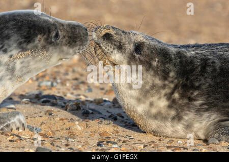 Grigio atlantico cuccioli di foca Foto Stock