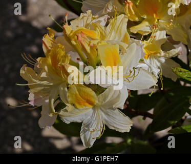 Azalea Hi-Lights settentrionale Foto Stock