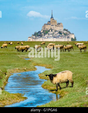 Pecore al pascolo su aree inondabili in Salt Marsh prati a Mont-Saint-Michel, Normandia Foto Stock