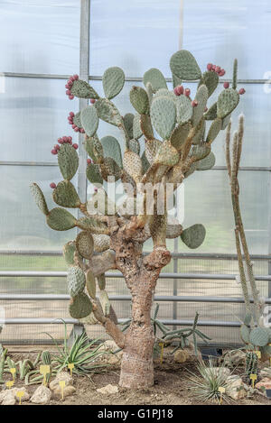 Cactus nel giardino botanico di Balchik, Bulgaria. Foto Stock