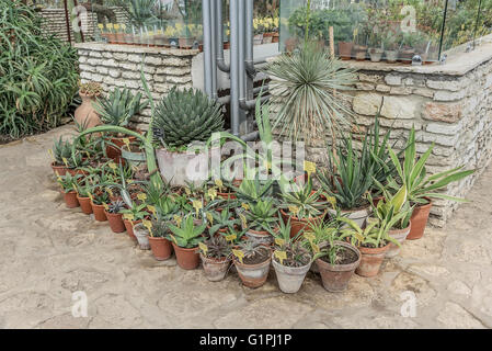 Cactus nel giardino botanico di Balchik, Bulgaria. Foto Stock