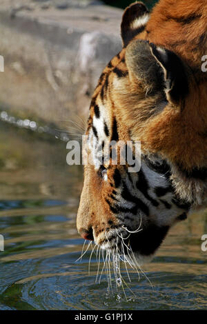 Una tigre del Bengala (Panthera tigris tigris) nel Drakenstein Lion Park, Klapmuts, Cape Winelands, Sud Africa. Foto Stock