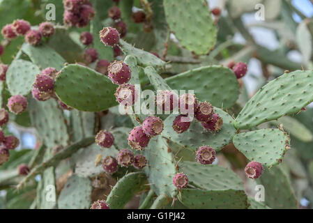 Cactus nel giardino botanico di Balchik, Bulgaria. Foto Stock