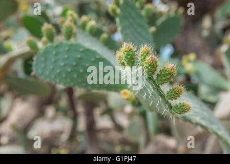 Cactus nel giardino botanico di Balchik, Bulgaria. Foto Stock