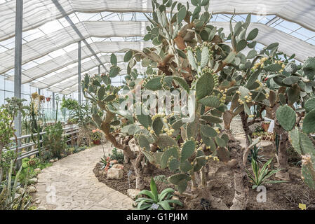 Cactus nel giardino botanico di Balchik, Bulgaria. Foto Stock