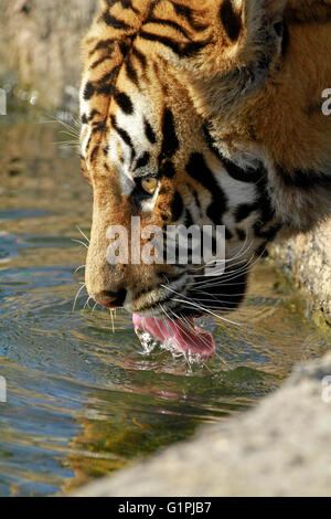 Una tigre del Bengala (Panthera tigris tigris) nel Drakenstein Lion Park, Klapmuts, Cape Winelands, Sud Africa. Foto Stock