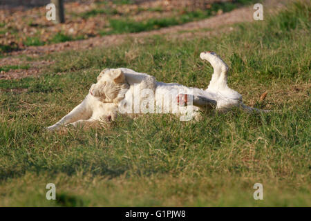 White Lion cubs (Panthera leo krugeri) nel Drakenstein Lion Park, Klapmuts, Cape Winelands, Sud Africa. Foto Stock