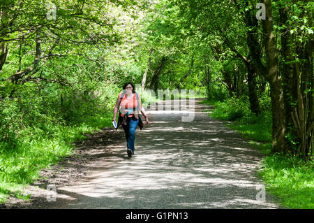 Una donna a piedi attraverso una zona boscosa sulla North Downs Way e il Cammino di Santiago in Surrey. Parte di cintura verde a sud di Londra. Foto Stock