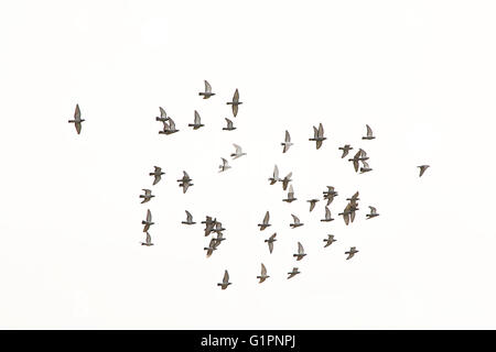 Stormo di piccioni (columbidi) in volo isolato su bianco Foto Stock