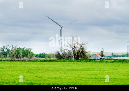 Vento turbanti con un verde campo di grano in primo piano.nella campagna di Oklahoma, Stati Uniti d'America. Foto Stock