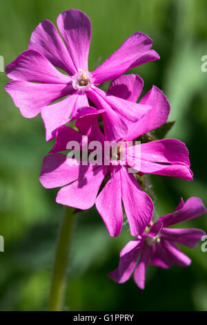 Viola fiori selvatici che crescono in campagna a Shincliffe, Durham, Inghilterra. Eventualmente Malva comune (Malve sylvestris) Foto Stock