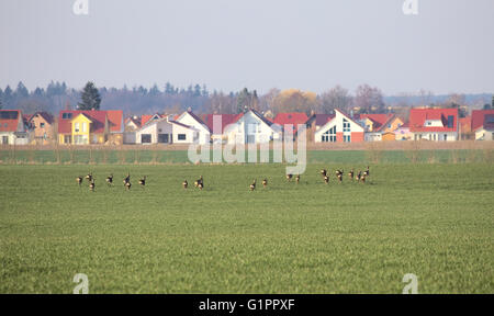Unione il capriolo (Capreolus capreolus) allevamento sul paesaggio agricolo con case, corse lontano. Foto Stock