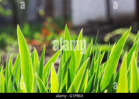 Close up di fresco di erba spessa con gocce d'acqua nelle prime ore del mattino Foto Stock