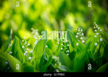 Bella foresta landyshi spessa profumati boschetti di fiori delicati contro uno sfondo di foresta di pini in Ucraina, è ra Foto Stock