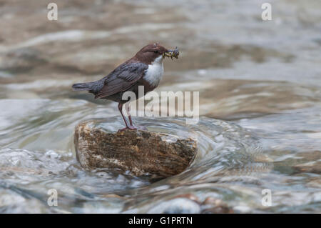 Un bianco-throated dipper con catturato il cibo nel suo becco in piedi su una pietra nel mezzo di un torrente Foto Stock