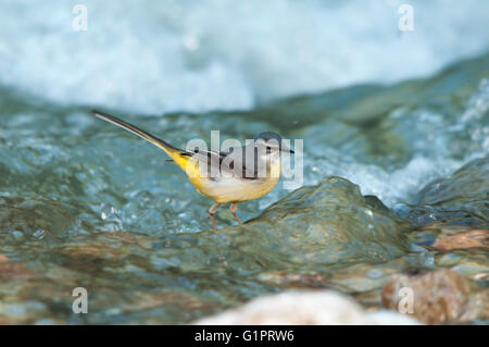 Una femmina grigio wagtail (Motacilla cinerea) in cerca di cibo in un torrente Foto Stock