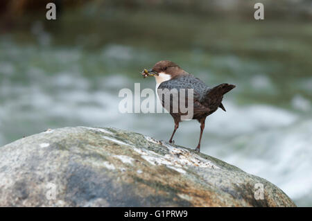 Un bianco-throated dipper con gli insetti catturati nella sua bill in piedi su una roccia in un flusso Foto Stock