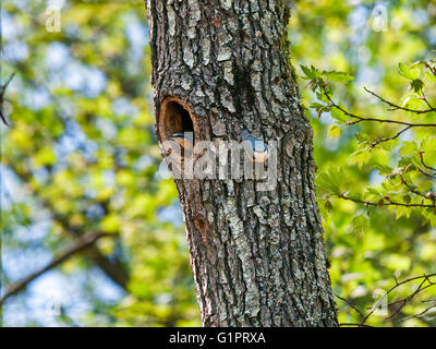 Coppia di nuthatches su un albero con una cavità Foto Stock