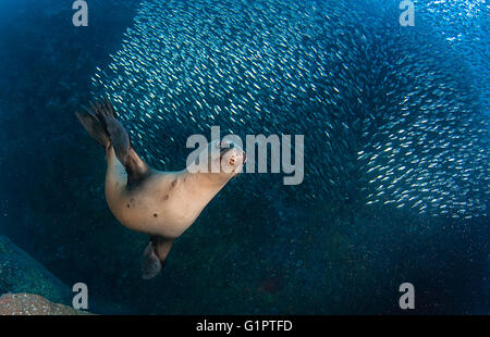 Vedute sottomarine californiano di leoni di mare, Zalophus californianus, ed Esca pesci nel mare di Cortes. Foto Stock