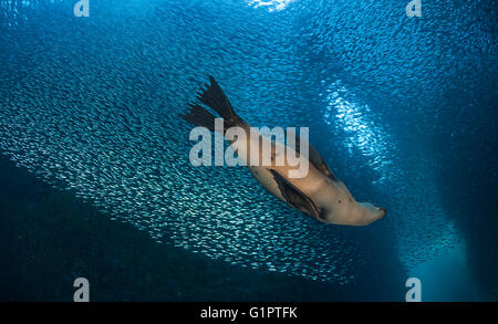 Vedute sottomarine californiano di leoni di mare, Zalophus californianus, ed Esca pesci nel mare di Cortes. Foto Stock