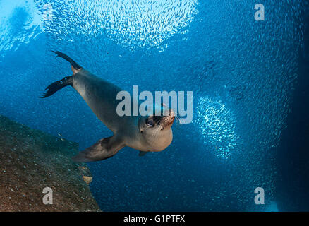 Vedute sottomarine californiano di leoni di mare, Zalophus californianus, ed Esca pesci nel mare di Cortes. Foto Stock